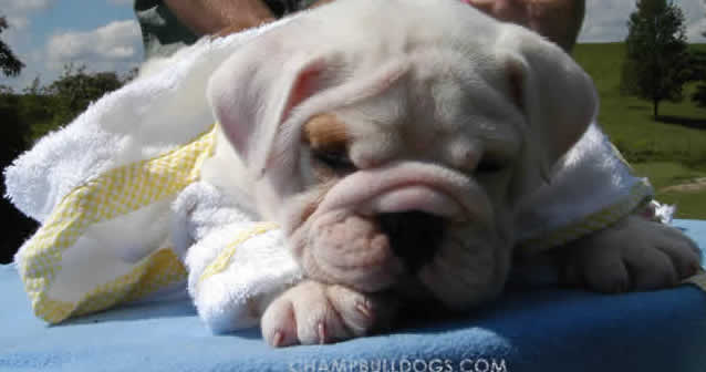 Bulldog picture